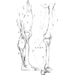Constructive anatomy of human leg drawing